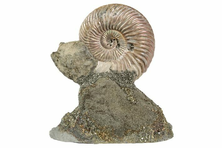 Iridescent, Pyritized Ammonite (Quenstedticeras) Fossil Display #193217